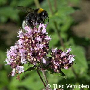 18-07-2021 Bumblebee on oregano (hommel op oregano)