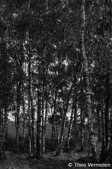 09-18-2021 Birch forest Gortelseberg Gortel (NL) (18-09-2021 berkenbos Gortelseberg Epe (NL))