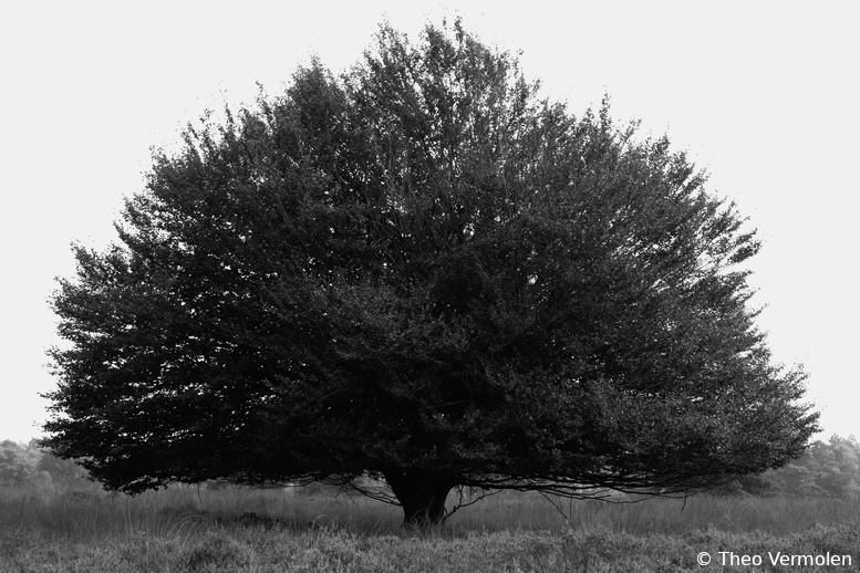 09-18-2021 Solitaire tree Gortelseberg Gortel (NL) (18-09-2021 Solitaire boom Gortelseberg Epe (NL))