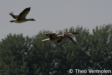 07-03-2021 Gray goose (03-07-2021 grijze gans)
