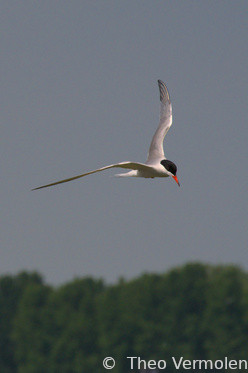 07-03-2021 Common tern (03-07-2021 Stern, visdief)