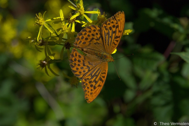 08-13-2015 Common leopard butterfly on broom ragwort (13-08-2015 Keizersmantel op bezemkruiskruid)